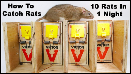 Jews compared to rat cage trap